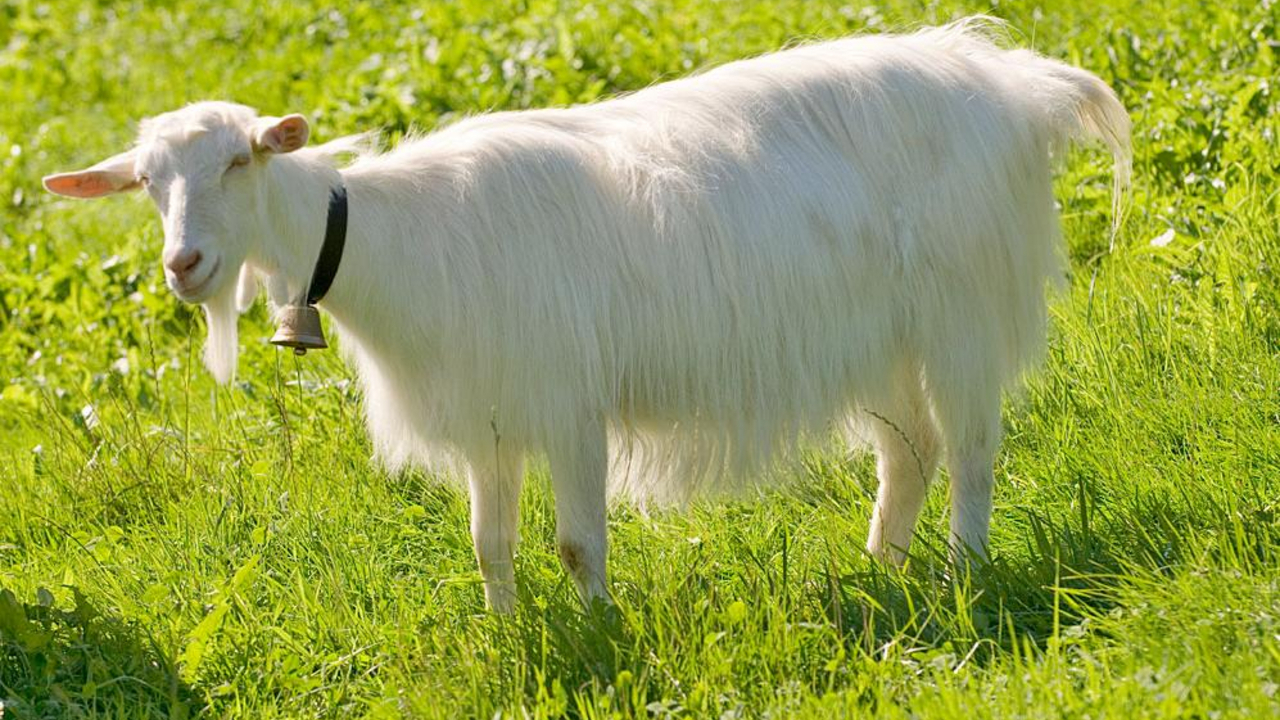 Appenzeller Apéro