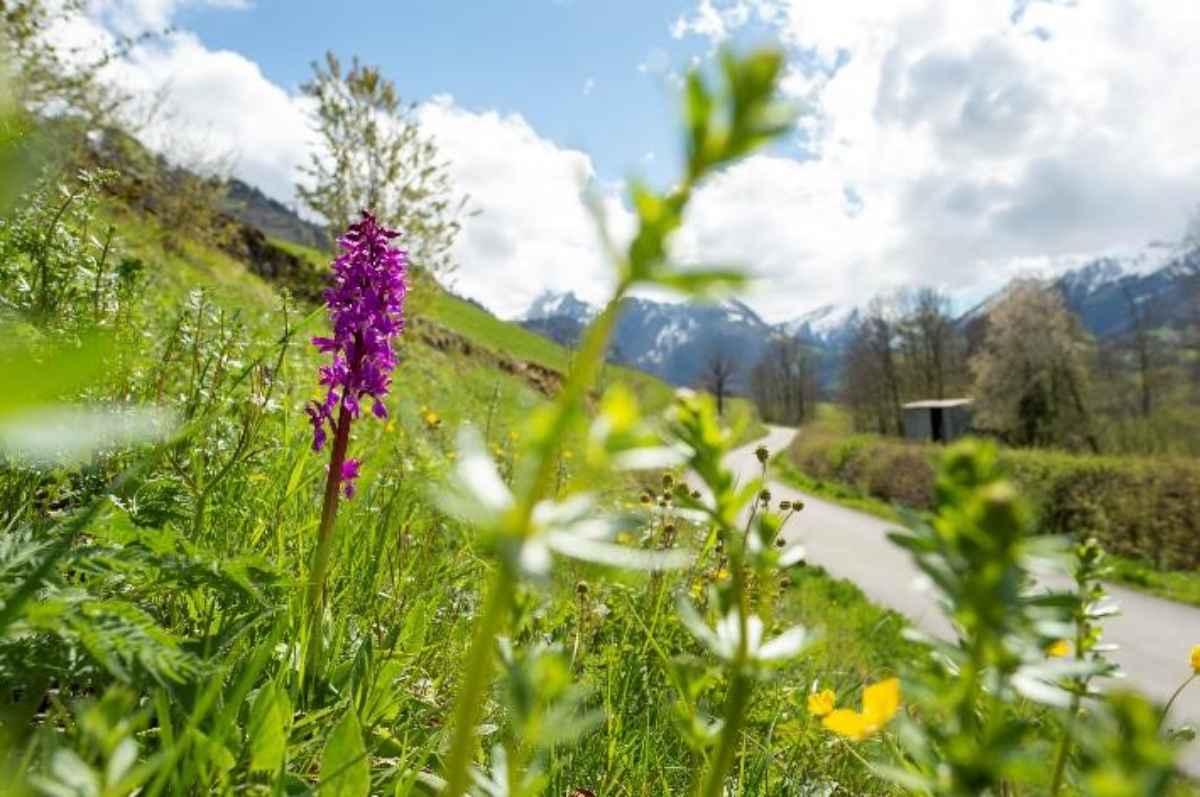 Webinar Beratungsangebot für Regionalmanagements und Projekte 
