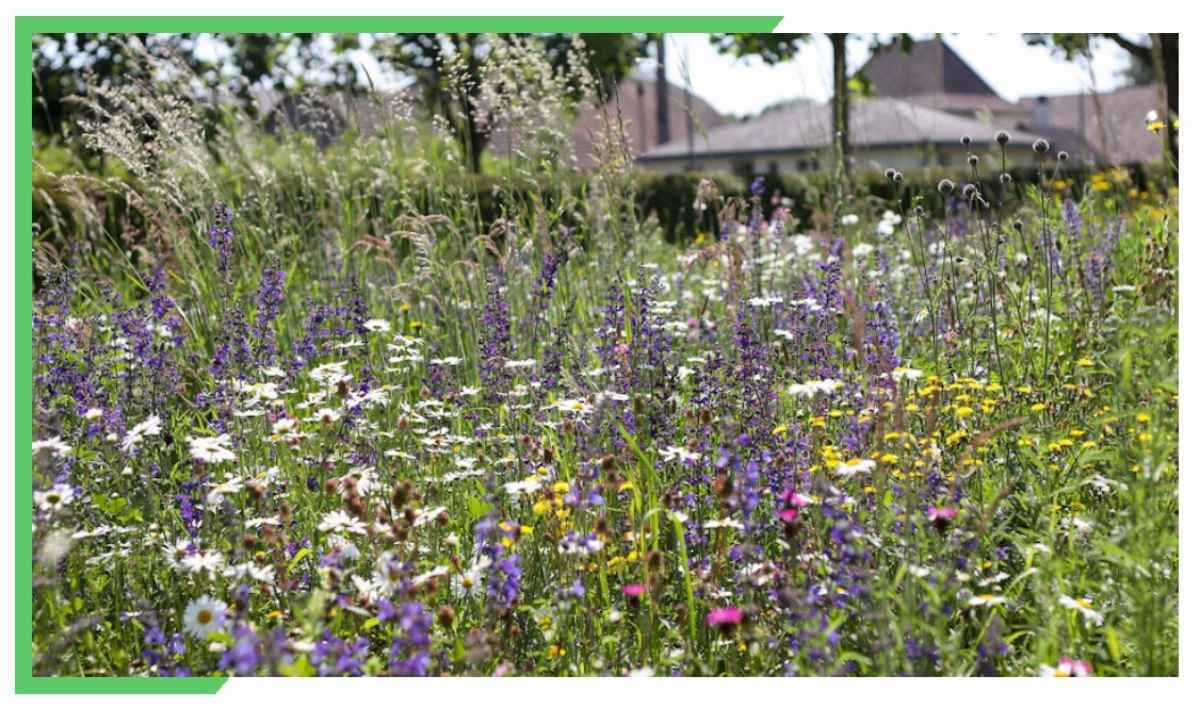 Naturnahe Wiesenpflege im Siedlungsraum
