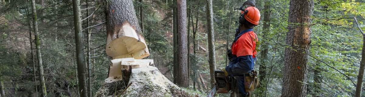 Cellula di innovazione Foresta e legno