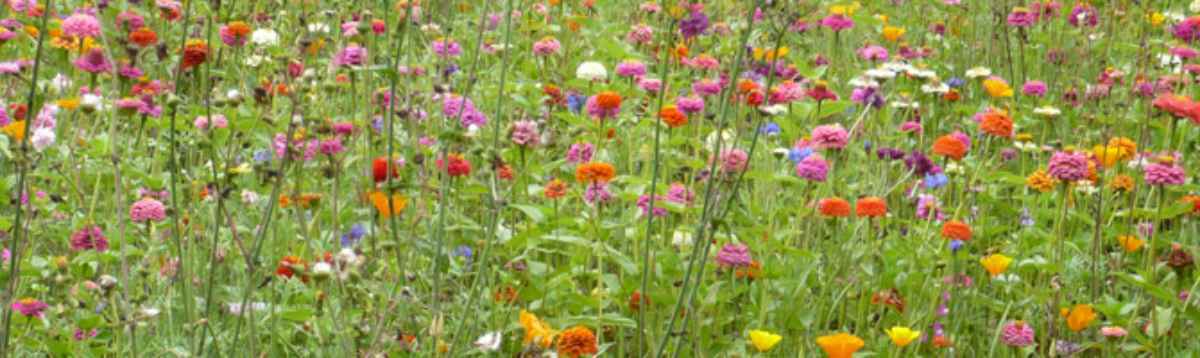 Infoveranstaltung: Waldtherapie